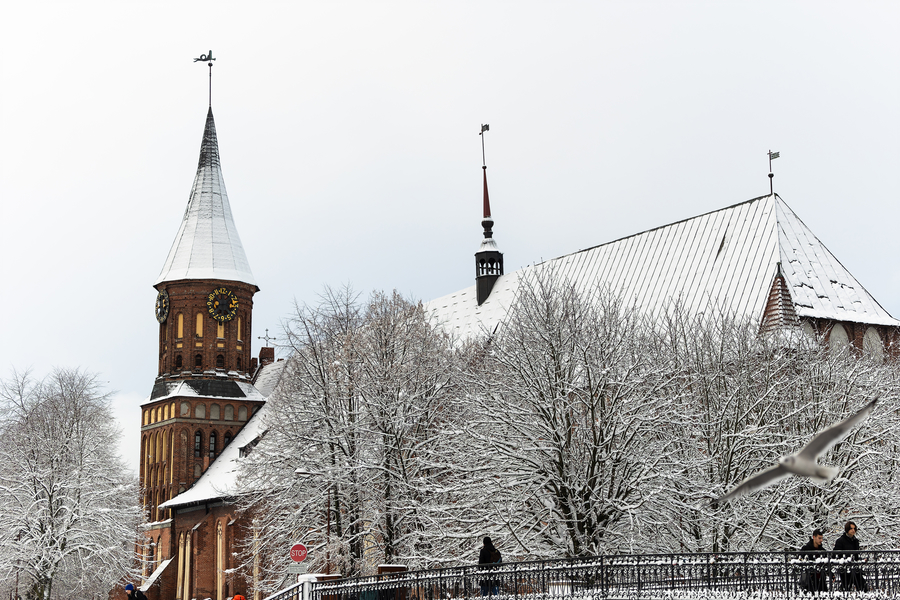 Фото: Юлия Власова / Новый Калининград