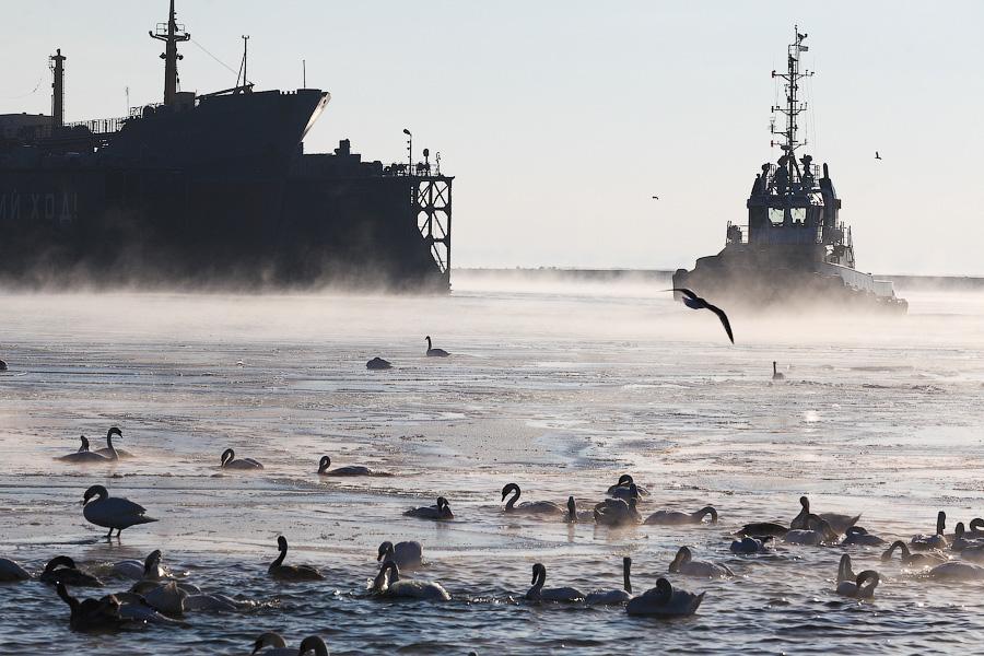 Сотня белых лебедей: как в Балтийске поддерживают замерзающих птиц