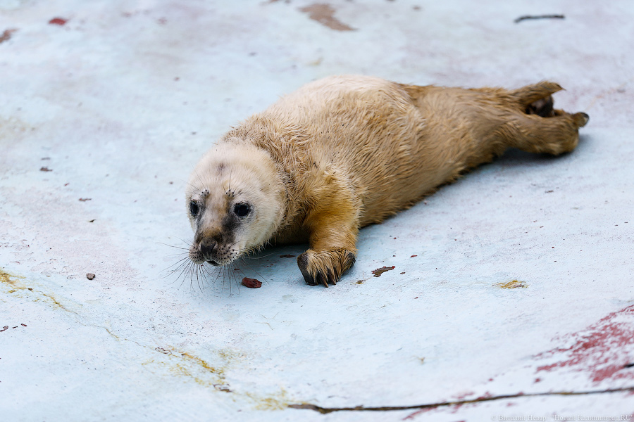 Мама, это я: в Калининградском зоопарке родились три тюлененка