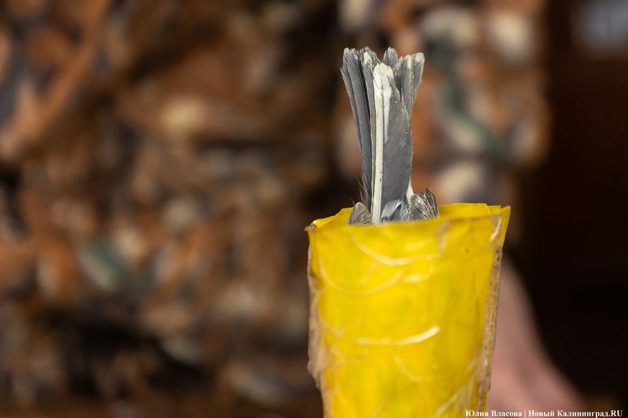 Туманность Куршской косы: как ловят и кольцуют птиц на «Фрингилле» (фото) 
