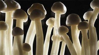 Инспекторы ГИБДД задержали 6 молодых людей с галлюциногенными грибами