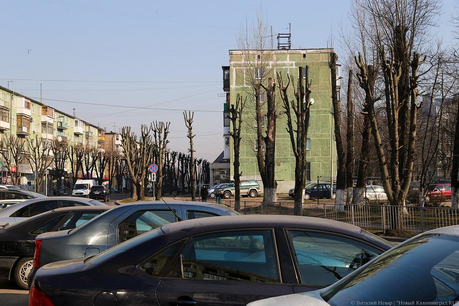 «А потом они умирают»: к чему приводит обрезка деревьев в Калининграде