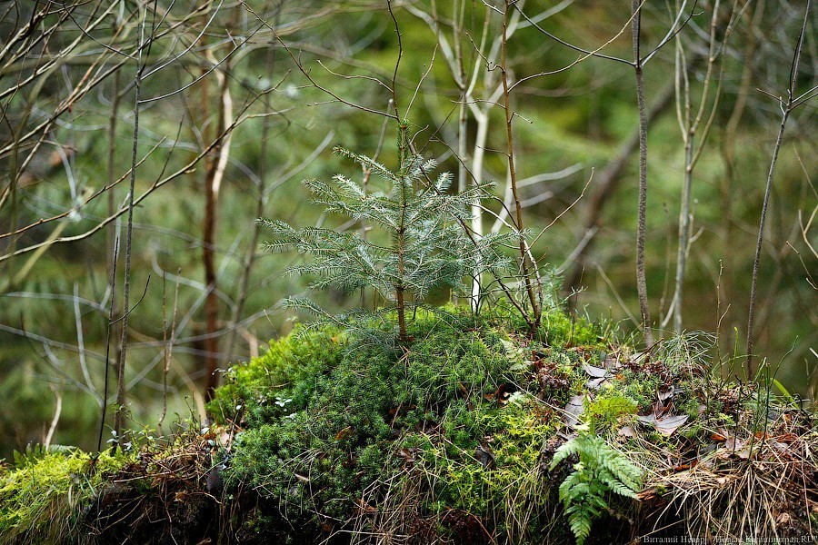 В лесу под Гвардейском отыскали заблудившегося пенсионера