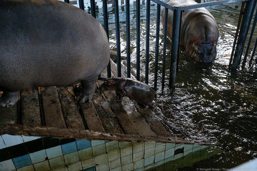 То ли сына, то ли дочь: в зоопарке Калининграда родился бегемотик (фото)