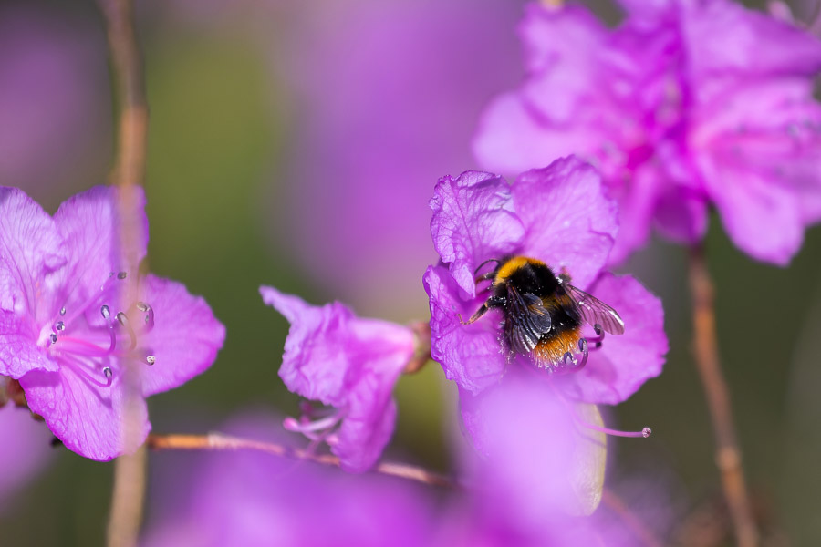 Весна в городе: посмотрите, как зацвёл Ботанический сад (фото)