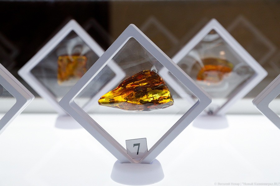 Янтарная козявка: чем закончились первые в Калининграде торги по инклюзам (фото)