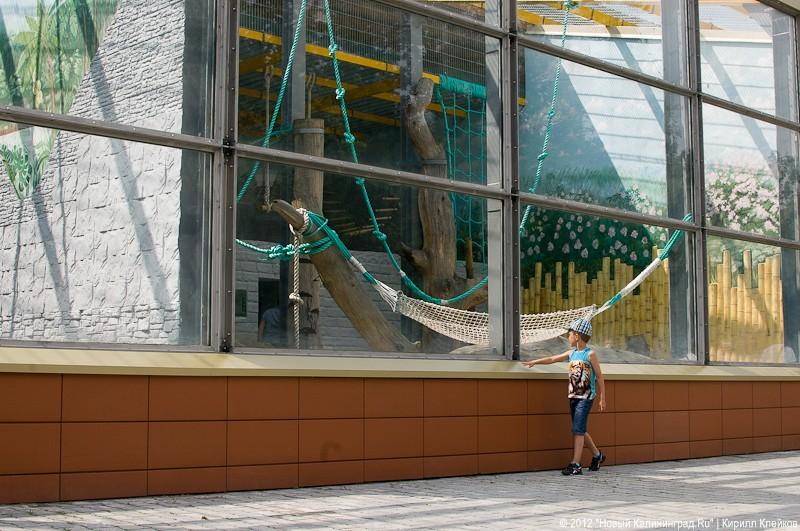 «Обезьянье счастье»: фоторепортаж «Нового Калининграда.Ru»