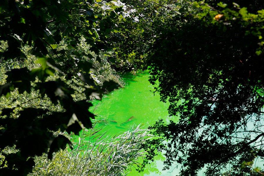 Страшный сон Тортиллы: почему вода в Ялтинском пруду стала ядовито-зеленой (фото)