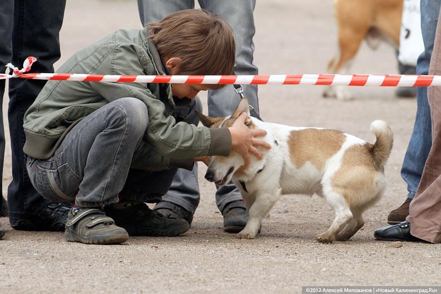 «Чистокровные двортерьеры»: фоторепортаж с выставки собак «Дворянское собрание»