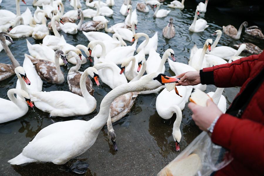 Военно-морской лебедь: зимовка птиц в Балтийске (фото)