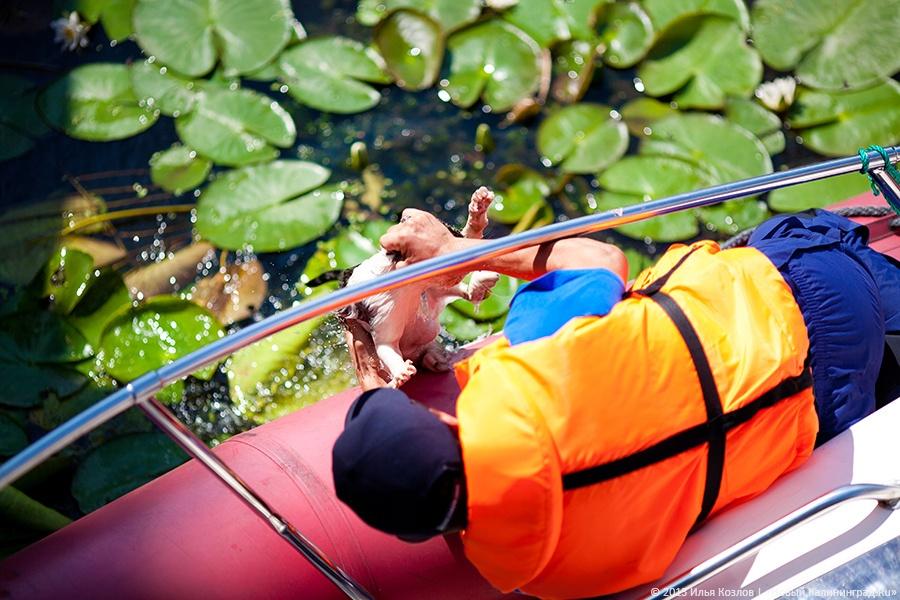 Сотрудники ГИМС спасли четвероногого утопающего