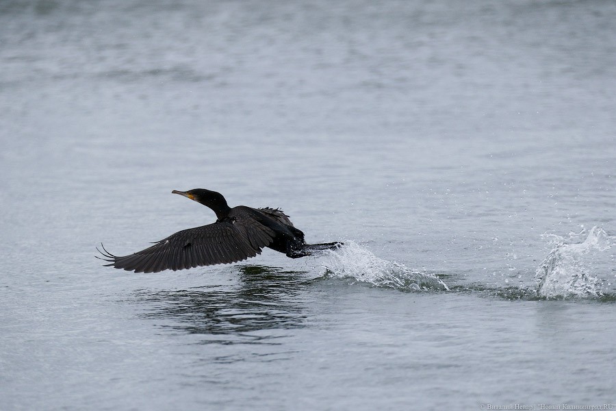 Под Гвардейском в карьере утонул мужчина