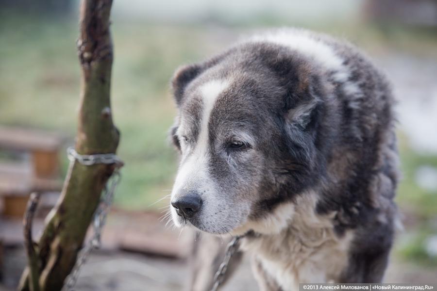 Доклад по теме Стерилизация собак: За или против?