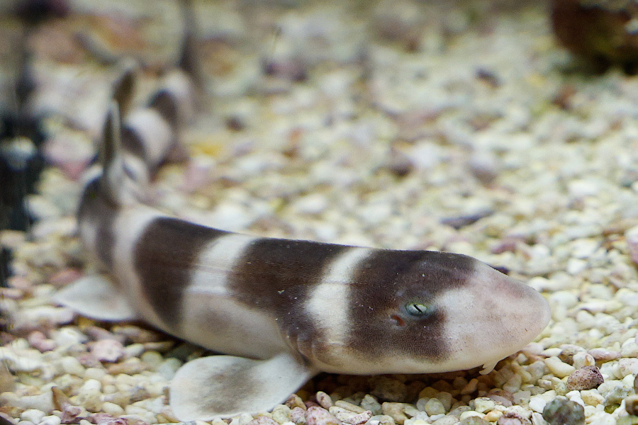 Baby Shark: в Музее Мирового океана родились «акулята-котята» (фото)