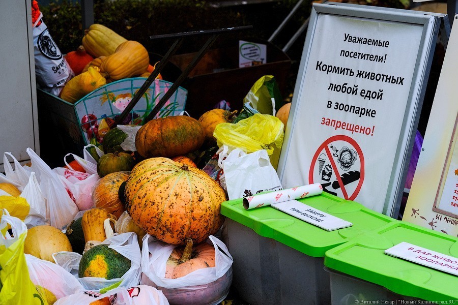 Тыква на обед, а не за билет! Показательное кормление животных в зоопарке (фото)
