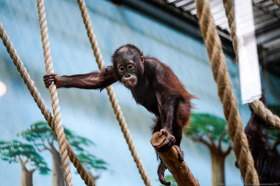Принц Датский: как орангутан Антон обустроился в Калининградском зоопарке (фото)