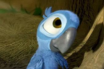 Возвращение блудного попугая