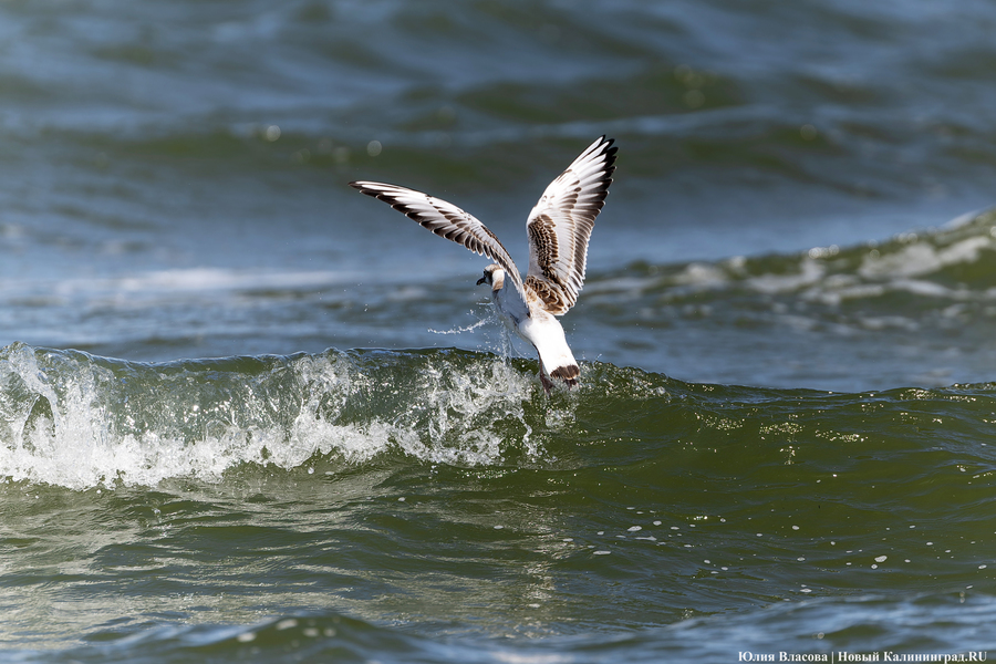 Малооблачно и без осадков: погода в Калининградской области 22 марта