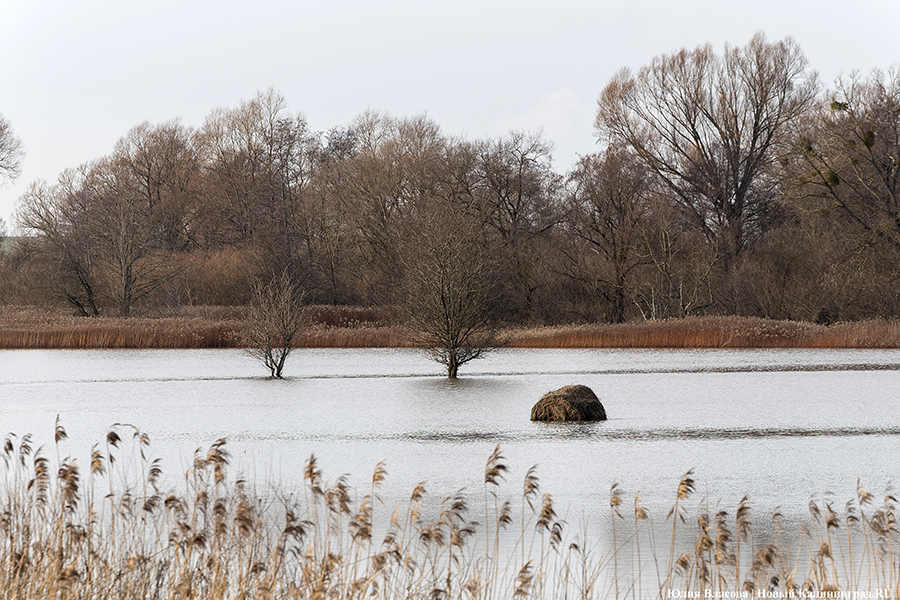 15 февраля: Преголя вышла из берегов в Черняховском округе