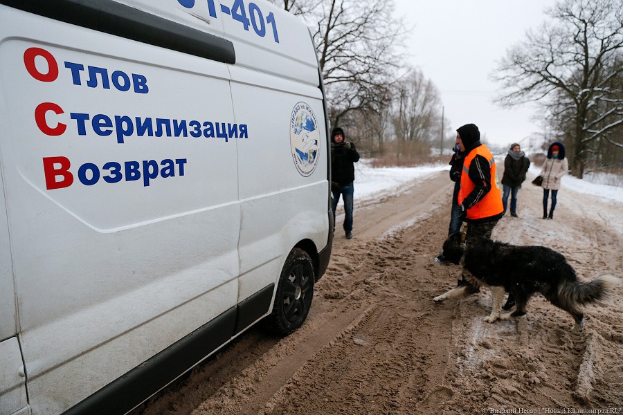 СМИ: государство берет под контроль российских волонтеров