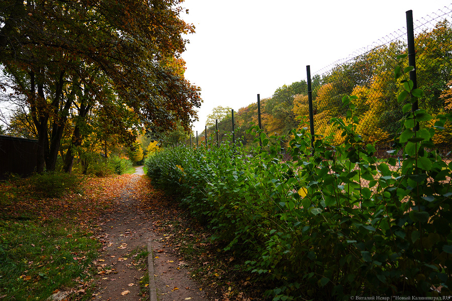 Увидеть в последний раз: осень на стадионе «Спартак», который хотят застроить (фото)