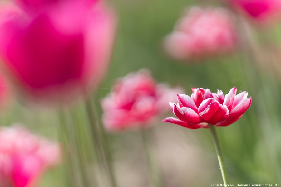 В Калинково открыли для посетителей тюльпановое поле (фото)