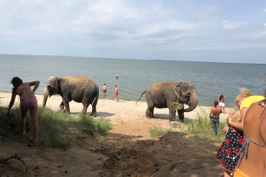 Слонов из цирка в Южном парке привезли купаться на залив (фото)