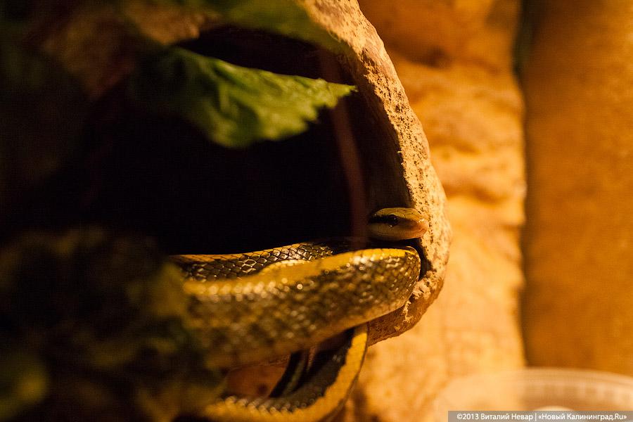 «Зов джунглей»: фоторепортаж с открытия первого калининградского экзотариума
