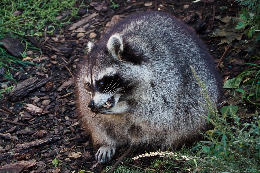 Оберут до нитки: в Калининградском зоопарке показали кормление «банды» енотов (видео)