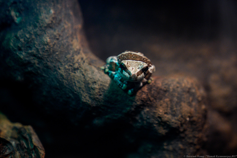 Жаба, гадюка и другие: в зоопарке открылся террариум после ремонта (фото)