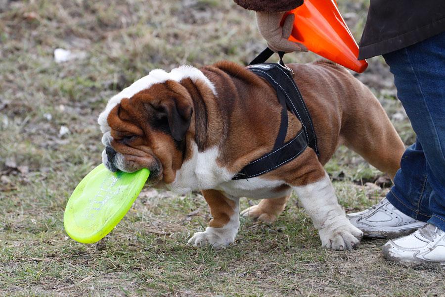 «Главные по тарелочкам»: фоторепортаж с соревнований по дог-фрисби