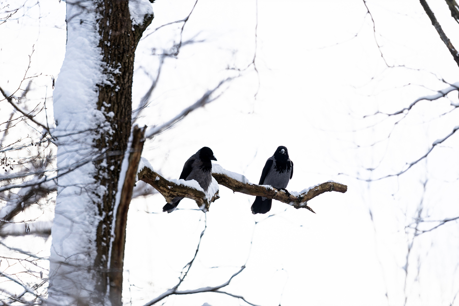 После двадцати лет ожидания: как Калининград встретил Новый год со снегом (фото)
