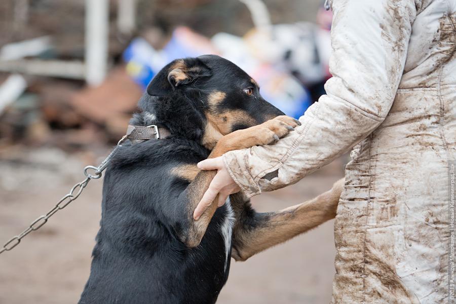 Три этажа собак: как в одной конюшне разместились 70 бездомных животных
