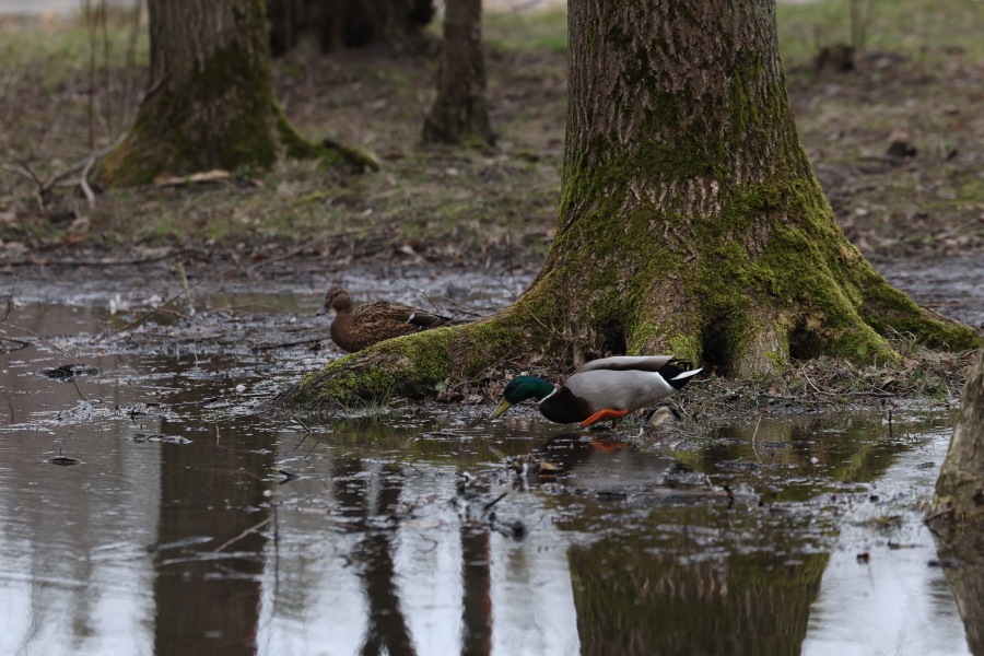 Горвласти назвали подтопление дорожек Макс-Ашманн-парка сезонным явлением