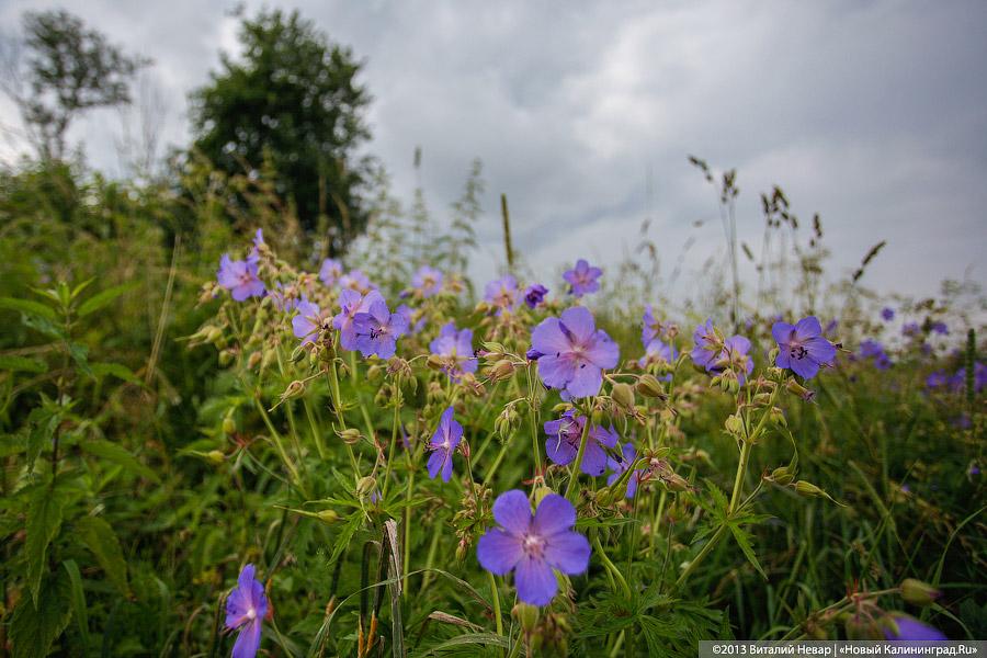 По следам Первой мировой: сельские могилы наступают на мемориалы