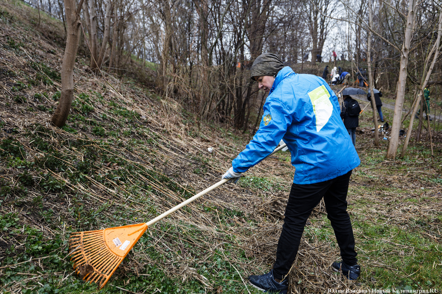 «Коммунальный Новый год»: как в Калининграде прошёл общегородской субботник
