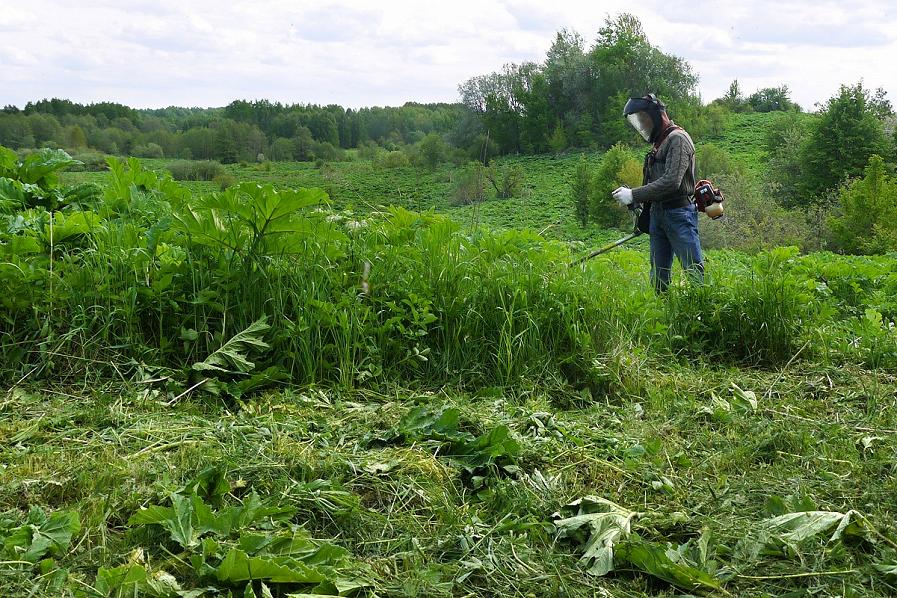 Площадь калининградских сельхозугодий, заросших борщевиком, за пять лет удвоилась