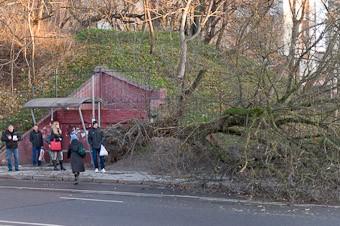 ГИБДД: в области ураганом повалено порядка 50 деревьев