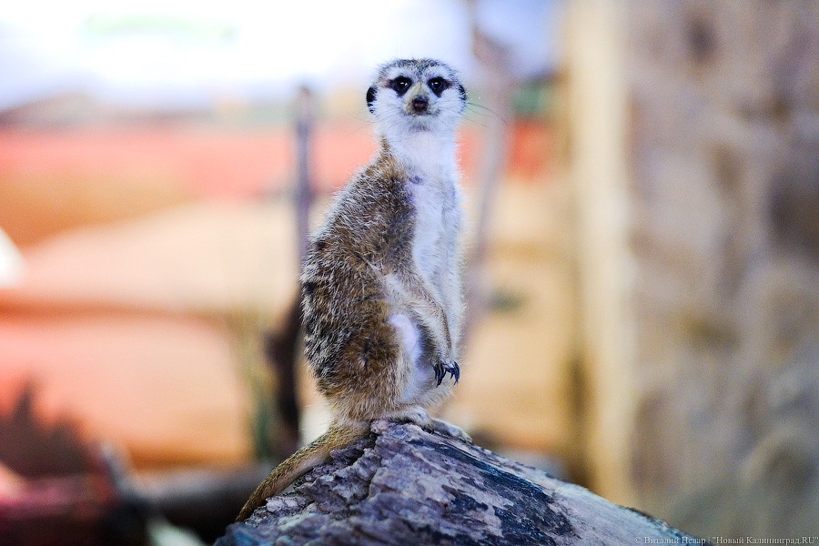 Виталий Невар / Новый Калининград