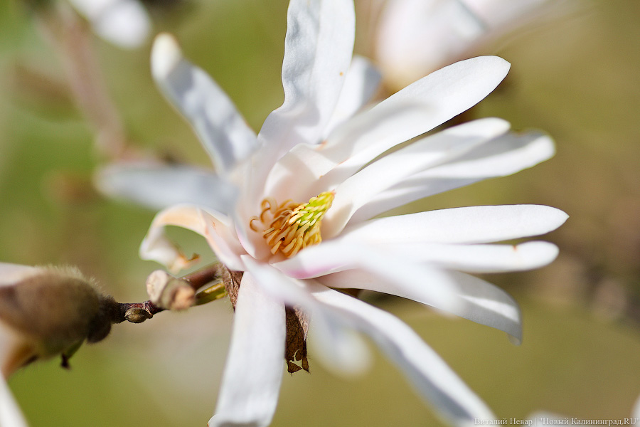 Тот, кто любит цветы: в Калининграде цветёт Ботанический сад (фото)