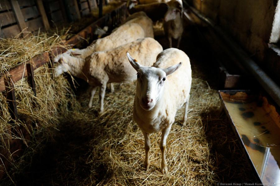 Овцы, козы, перепела: как министр сельского хозяйства к фермерам ездил