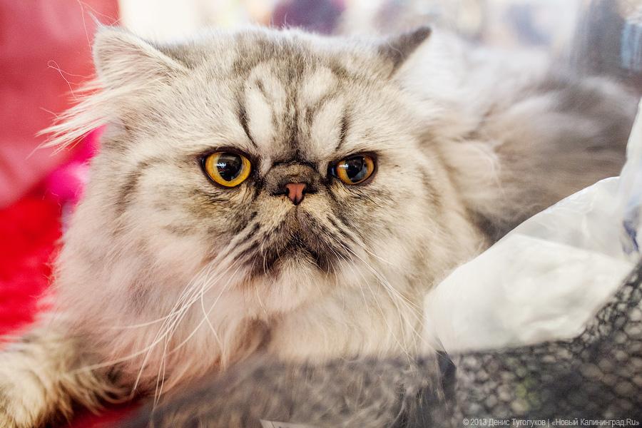 Котики. Портреты: в ДКЖ прошла выставка-продажа котят разных пород
