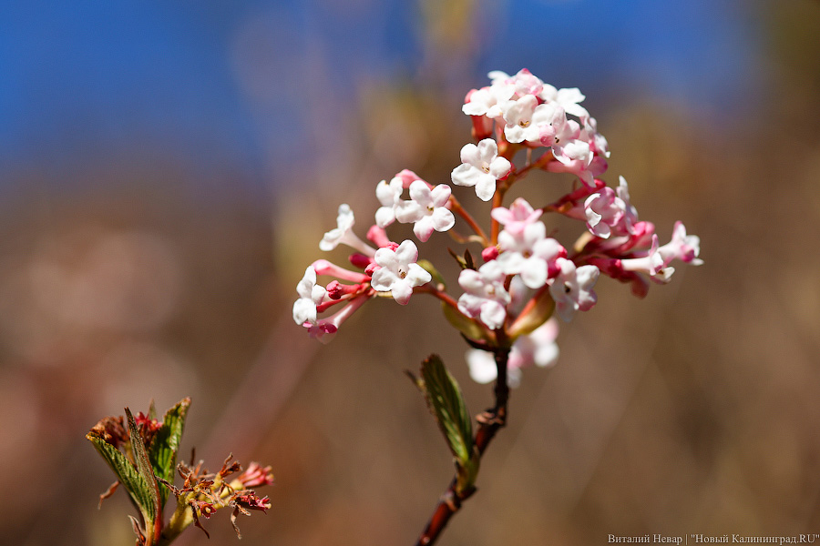 Тот, кто любит цветы: в Калининграде цветёт Ботанический сад (фото)