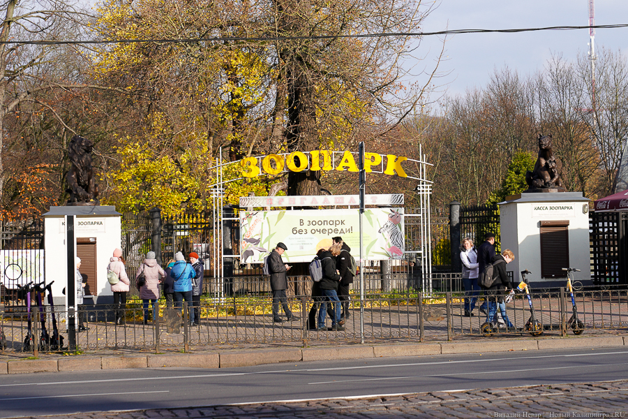 В Калининградском зоопарке на месте пони-клуба планируют построить парковку
