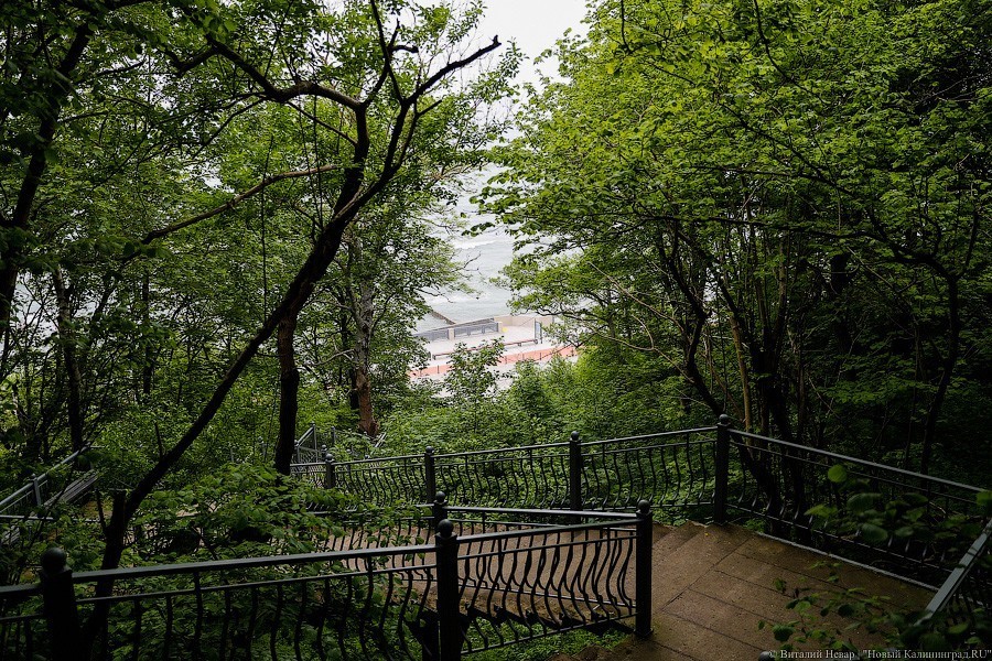 Много лиственницы и чуть песка: как выглядит светлогорский «пляж»  