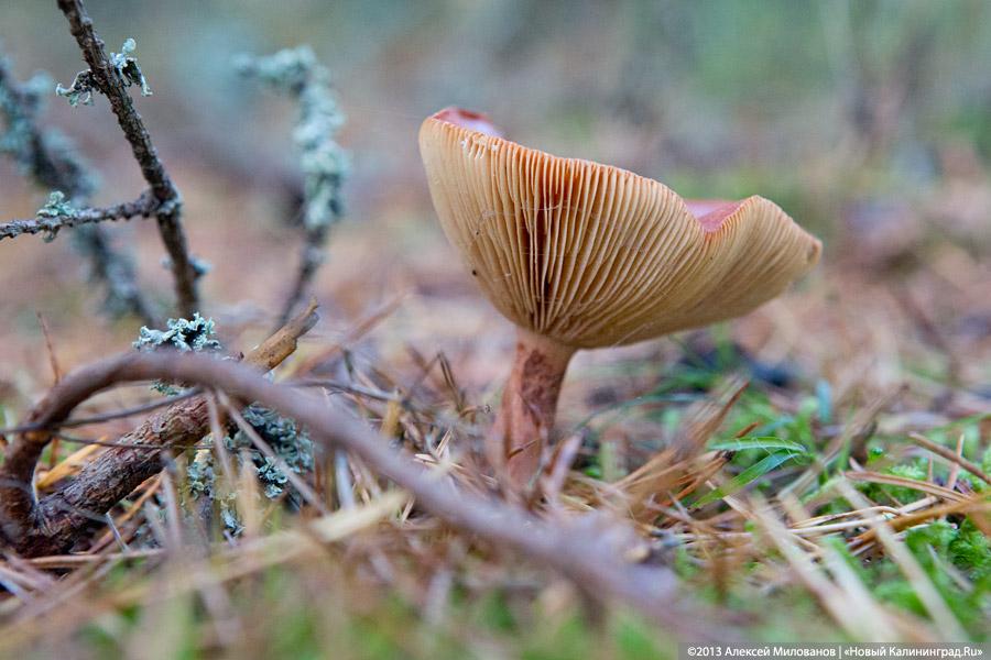 Багрец и золото: яркая осень на Куршской косе (фото)