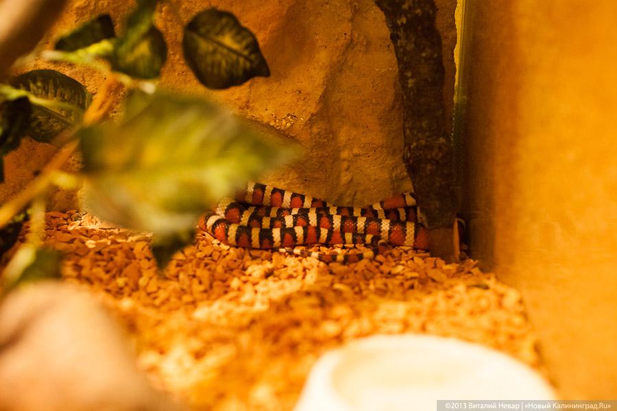 «Зов джунглей»: фоторепортаж с открытия первого калининградского экзотариума