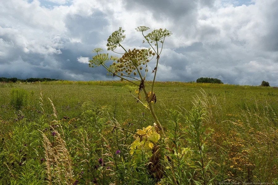 Прокуратура обнаружила, что власти Славского округа продали два участка без торгов