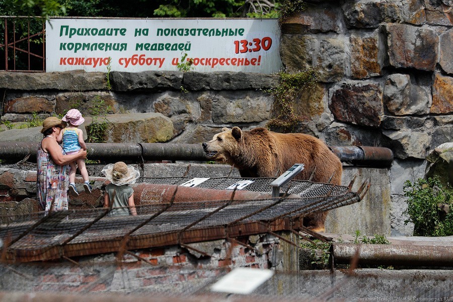 Дистанция в одного кенгуру: первый день работы Калининградского зоопарка (фото)