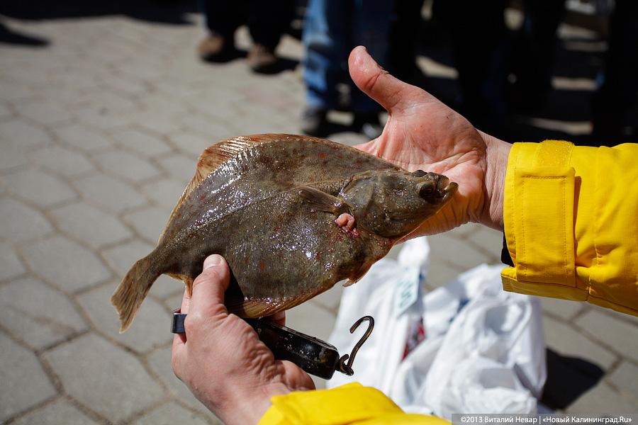 «Камбала и другие»: гастрономический фестиваль в Светлогорске